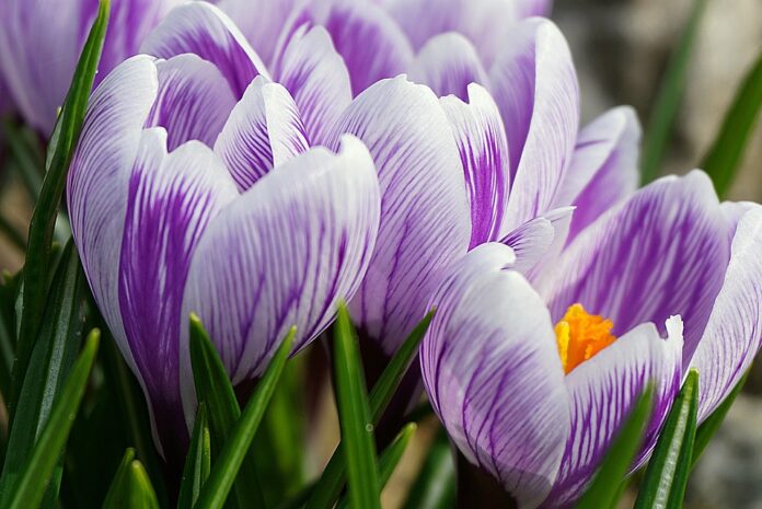 fiori di zafferano viola e bianchi in primo piano