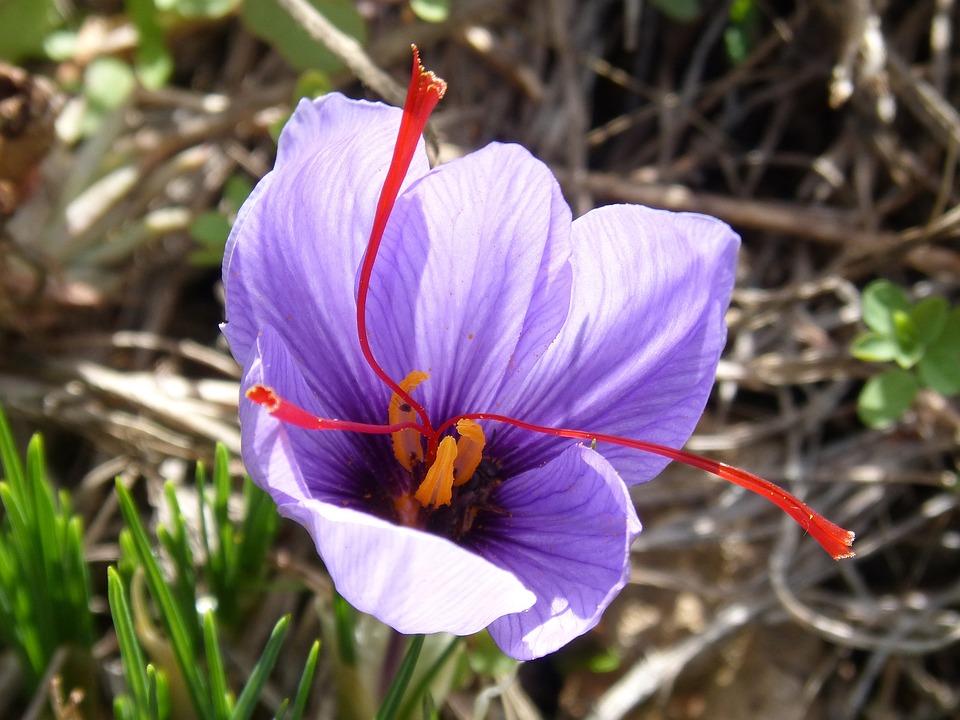 fiore di zafferano co evidenti pistilli