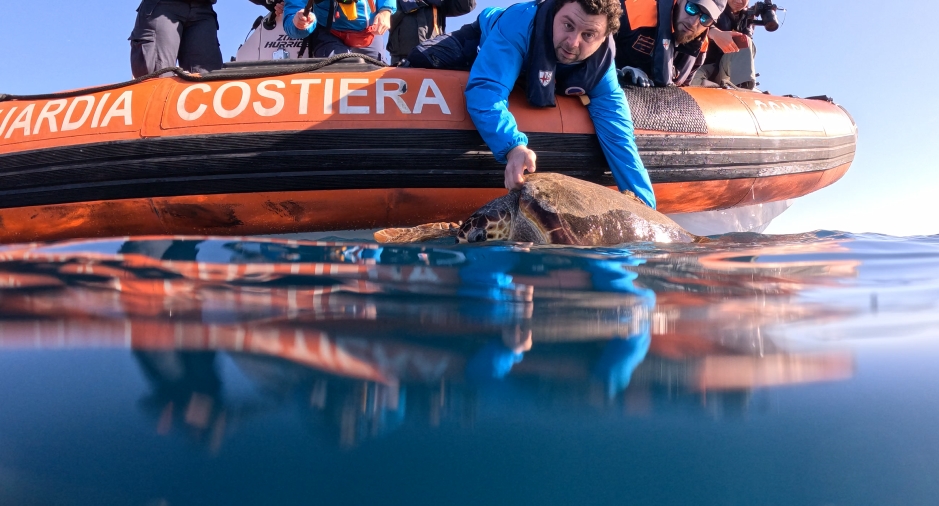Guardia Costiera - gli uomini della guardia costiera, con giubbotti da amare blu, sono sul gommone arancione della Guardia costiera, stanno mettendo in acqua una tartaruga marina