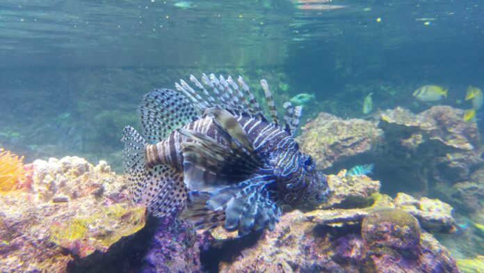oceani - un pesce tropicale molto bello, colorato, con tanti aculei sul dorso, nuota sul fondo dell'oceano