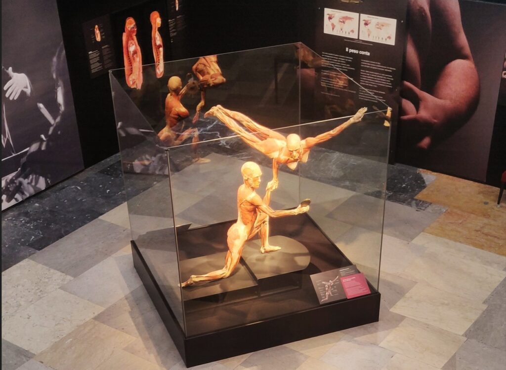 immagini di allestimento della mostra body worlds