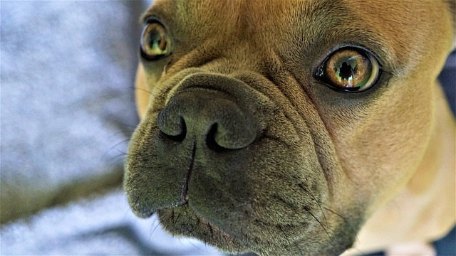 cani di razza, nella foto il primo piano del musetto di un bouledouge francese marrone