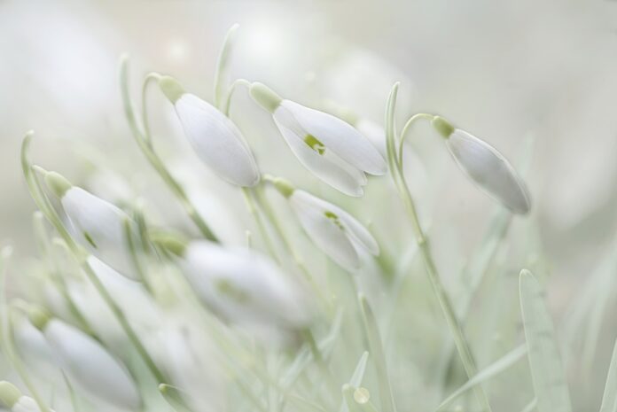 fiori di bucaneve su fondo bianco di neve
