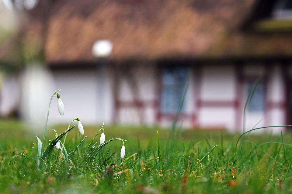 un cottage irlandese ocn dei piccoli bucaneve nel prato