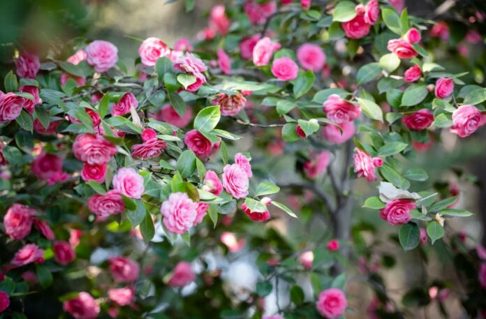 il camelieto con camelie rosa e fucsia con foglie verdi brillanti