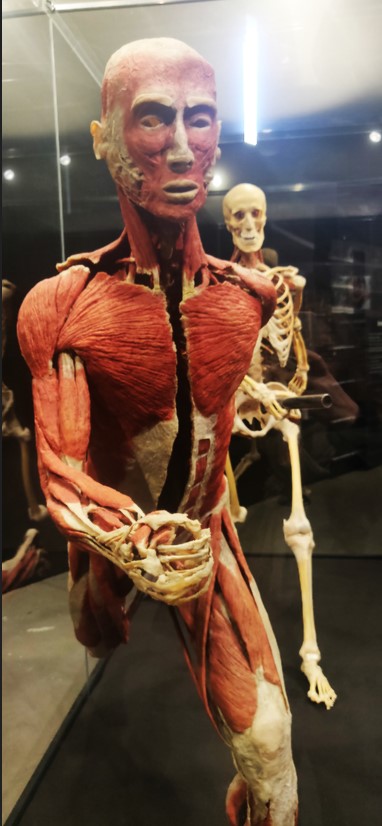 corpo sezionato con muscoli e tendini dietro uno scheletro