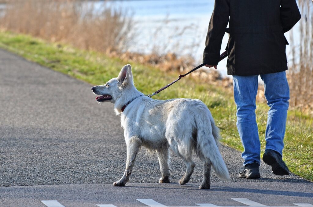 un cane bianco al guinzaglio passeggia con il suo padrone di cui si vedono solo le gambe che indossano un jeans