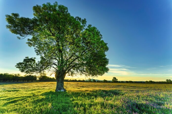 un frassino dentro un campo estivo con cielo molto azzurro