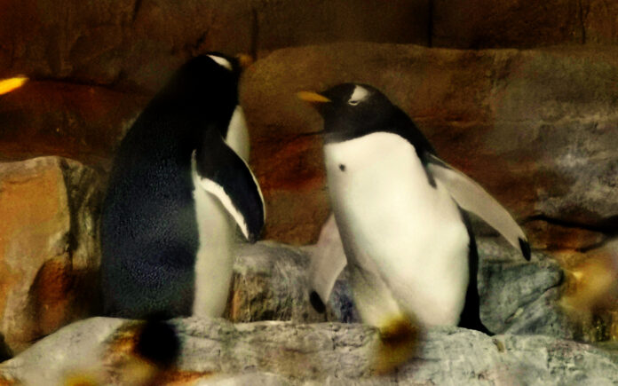 Love is in the air all'Acquario di Genova - due pinguini con il dorso nero e la pancia bianca si guardano
