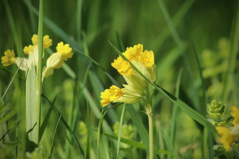 una prmula fiorita in un prato verde