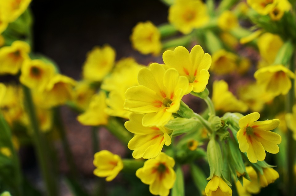 tante piccole primule gialle con foglioline verdi tenere