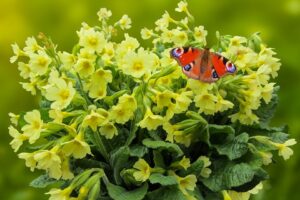 vasetro di primule gialle con una piccola farfalle rossa posata sopra