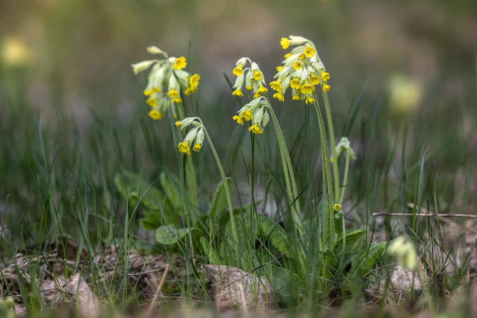 piccole primule appena sboccate dal terreno fiori a campanellino