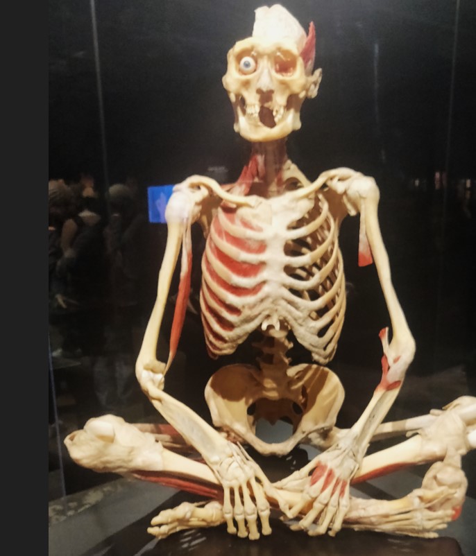 scheletro in posizione yoga