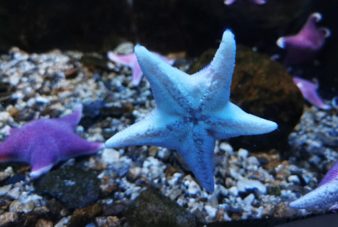 Febbraio San Valentino Acquario di Genova - una stella m