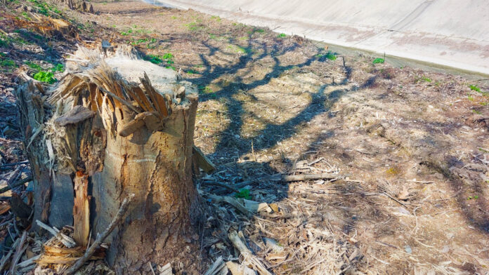 coltivazioni secche, terra arida e un tronco di un albero seccato dal sole