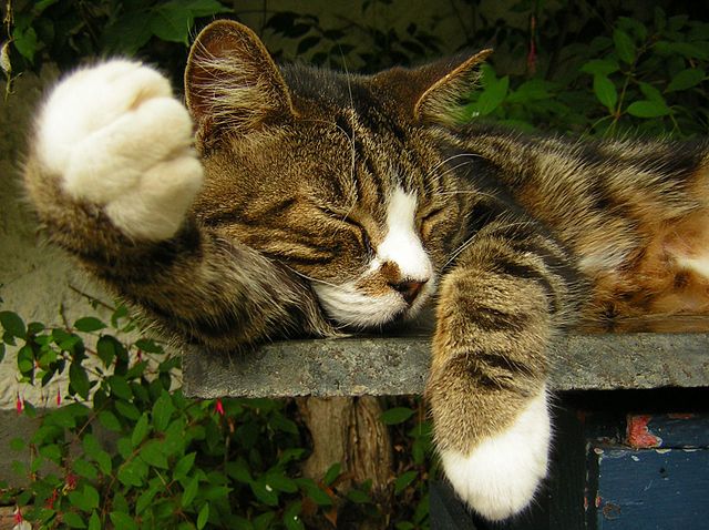 un gatto tigrato grigio mentre dorme