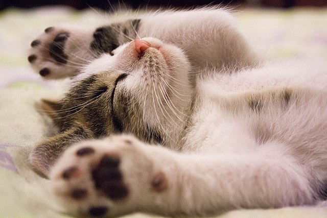un gattino mentre dorme larte di dormire bene secondo russel foster