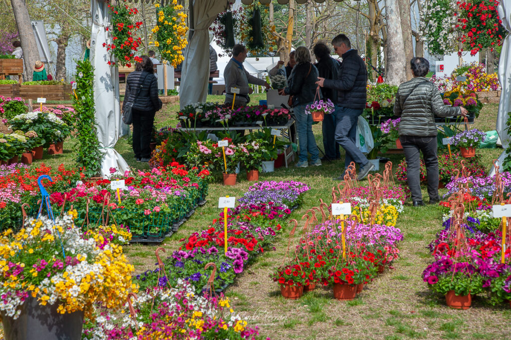 Ortoflora e natura 34ma edizione - dei fiori disposti in aiulo per la vendita e della gente intorno