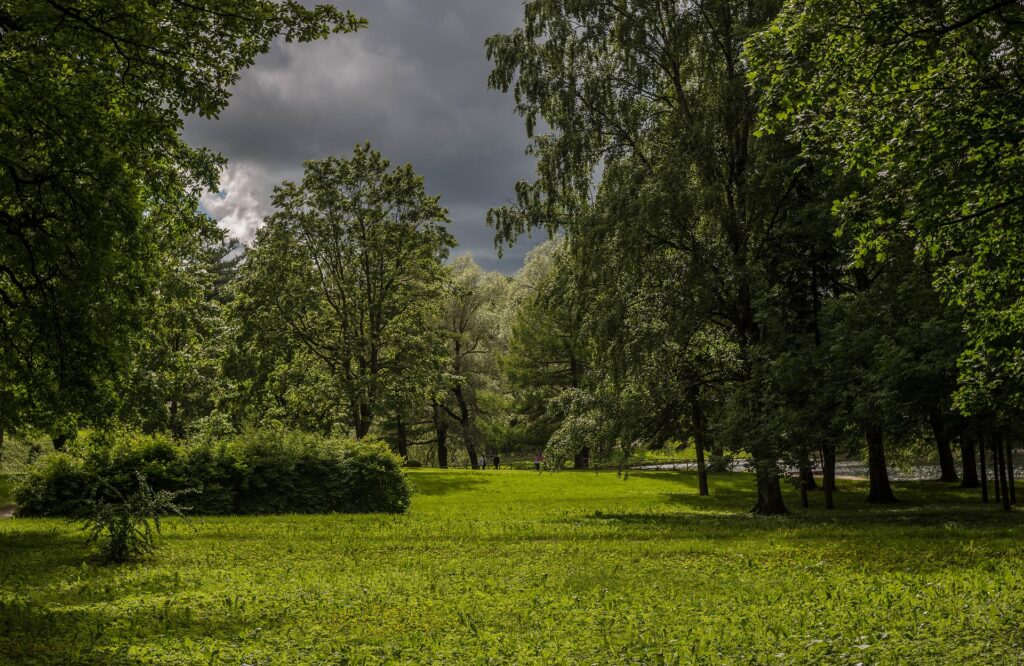 ambiente verde con tanti alberi e prati