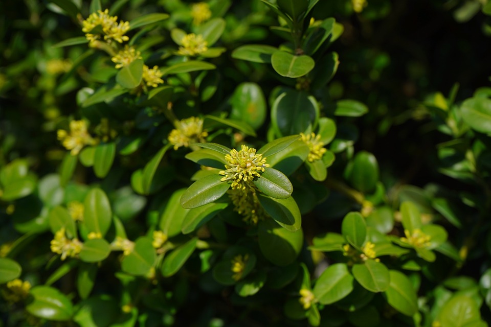 folioline in primo piano con piccole fioriture