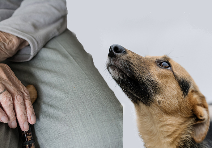 anziani e animali -nella foto si vede parte del corpo di un signofre anziano seduto con mani grinzose che tiene un bastone e viino a lui un pastore tedesco lo guarda amorevolmente