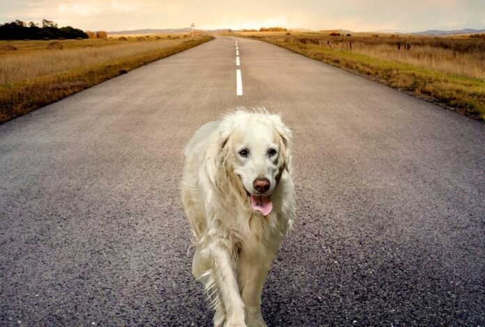 MIcrochip - un cane bianco di grossa taglia cammina solitario in una strada di campagna deserta