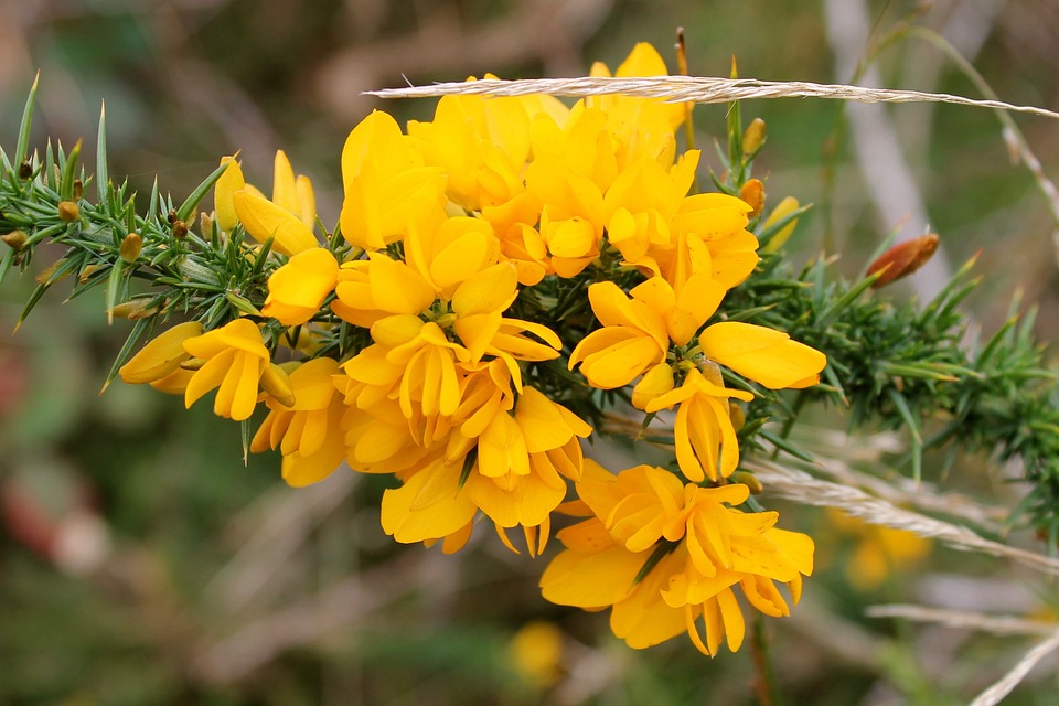 primo piano di fiori gialli