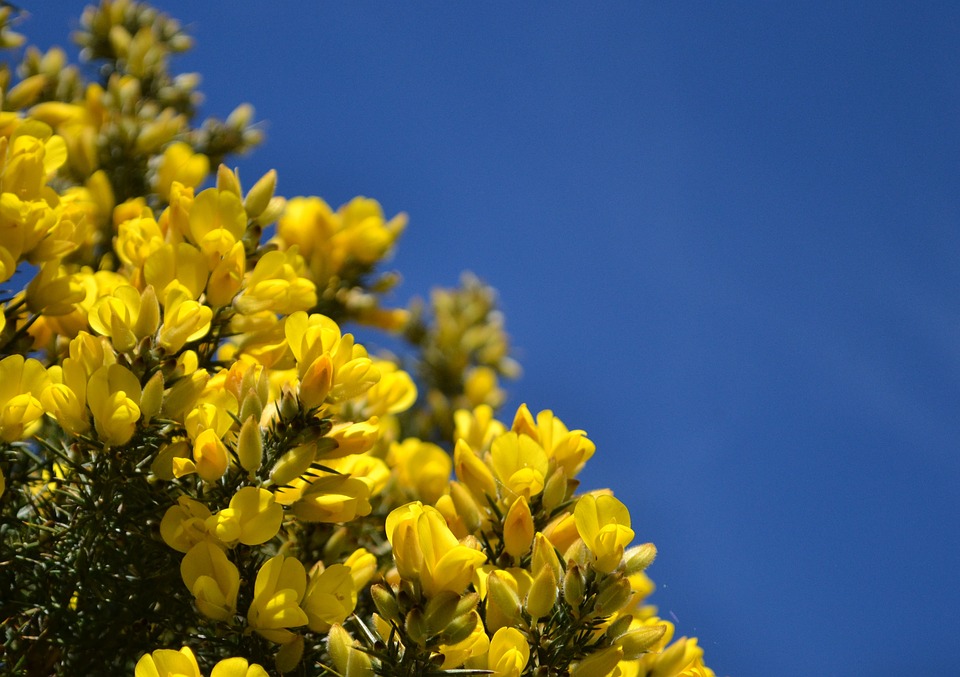 fiori contro un cielo limpidissimo azzurro