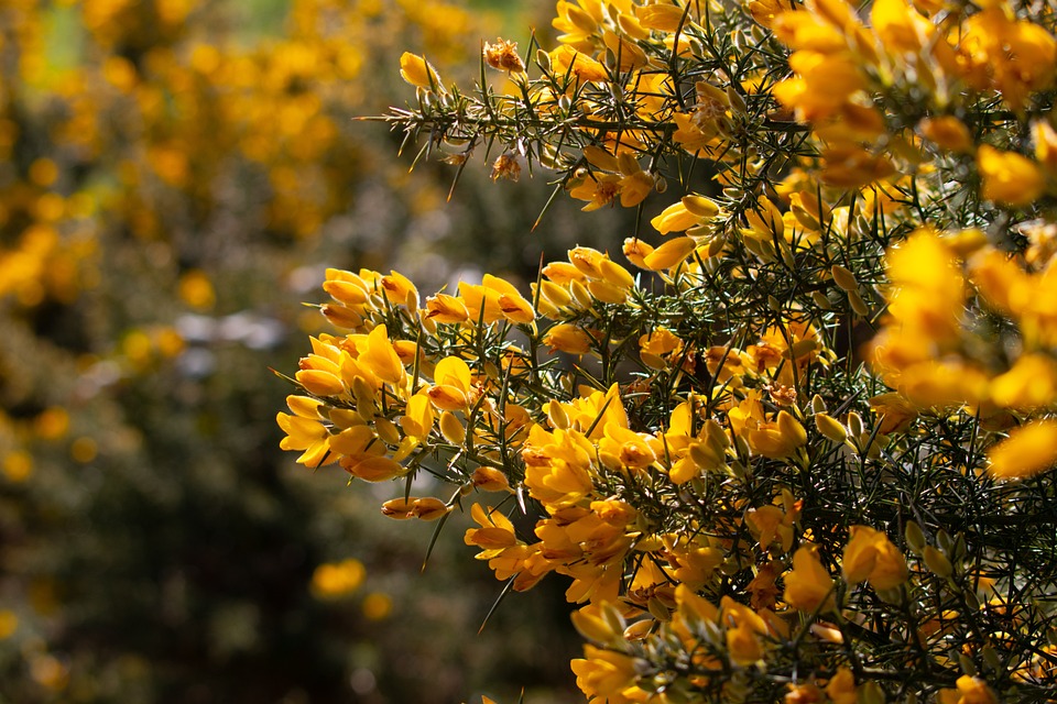 fiori gialli di ginestrone