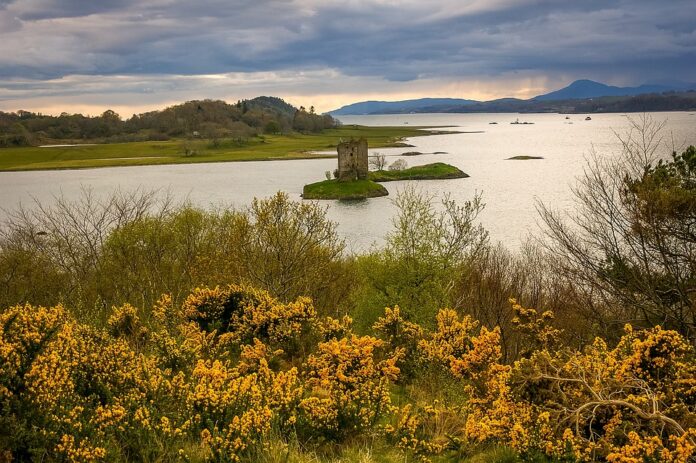 una brughiera sul mare irlandese e il ginestrone in primo piano