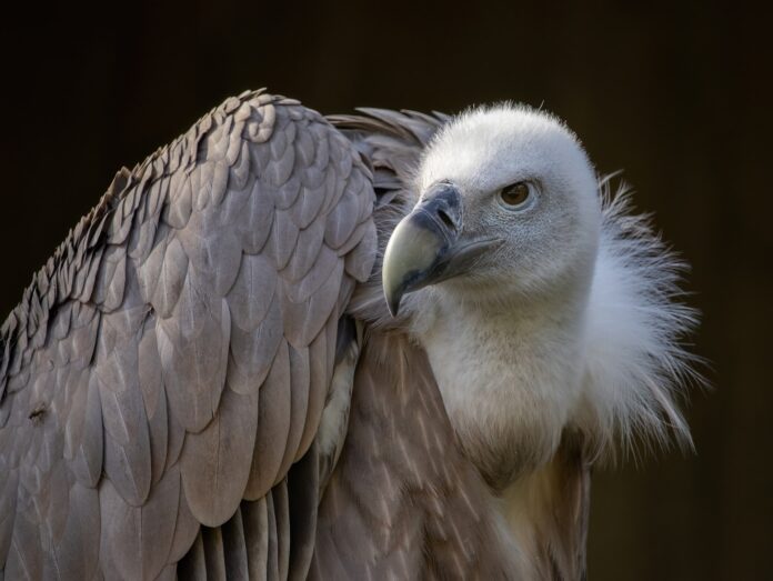 World Wildlife Day, il report di Legambiente sulla fauna selvatica in Italia