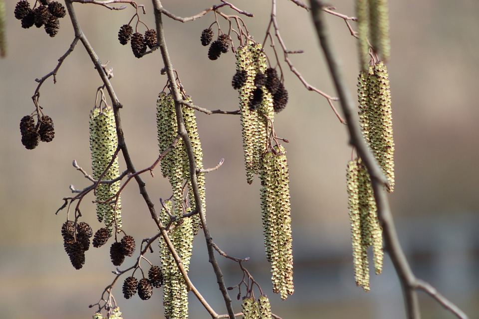 fiori femminili e maschili di ontano a grappolo