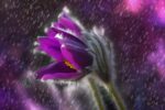 pulsatilla in primo piano con fiore viola su fondo scuro