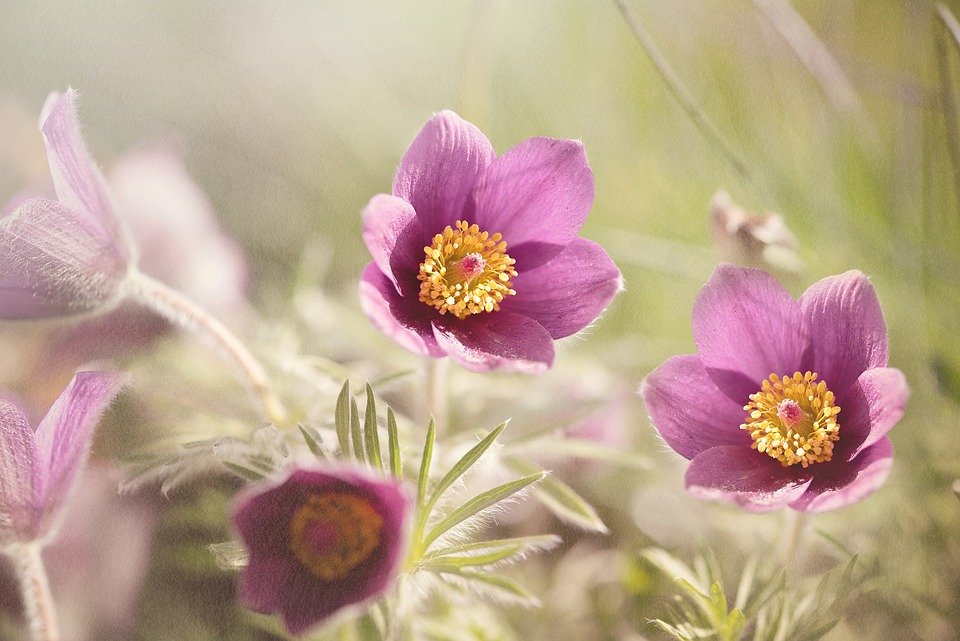 rpimo piano di fiori aperti di pulsatilla 