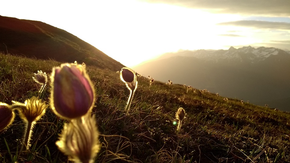 foto al tramonto con boccioli di pulsatilla su una landa colilnare