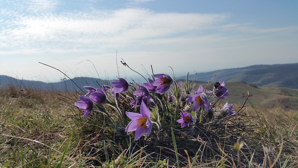 pulsatille viola su una piccola altura che domina le colline intorno