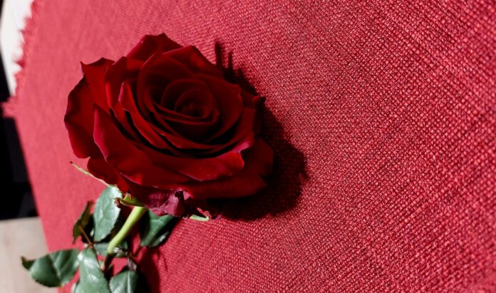 Ingresso gratuito - nella foto una rosa rossa appoggiata su un panno rosso