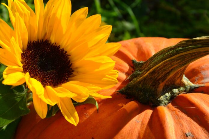 Carmagnola - un girasole e una zucca gialla