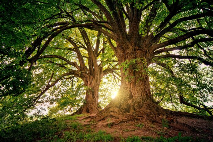 ecologismo alberi in una foresta con grossi tronchi e larga chioma verde e attraverso i rami passano i raggi del sole