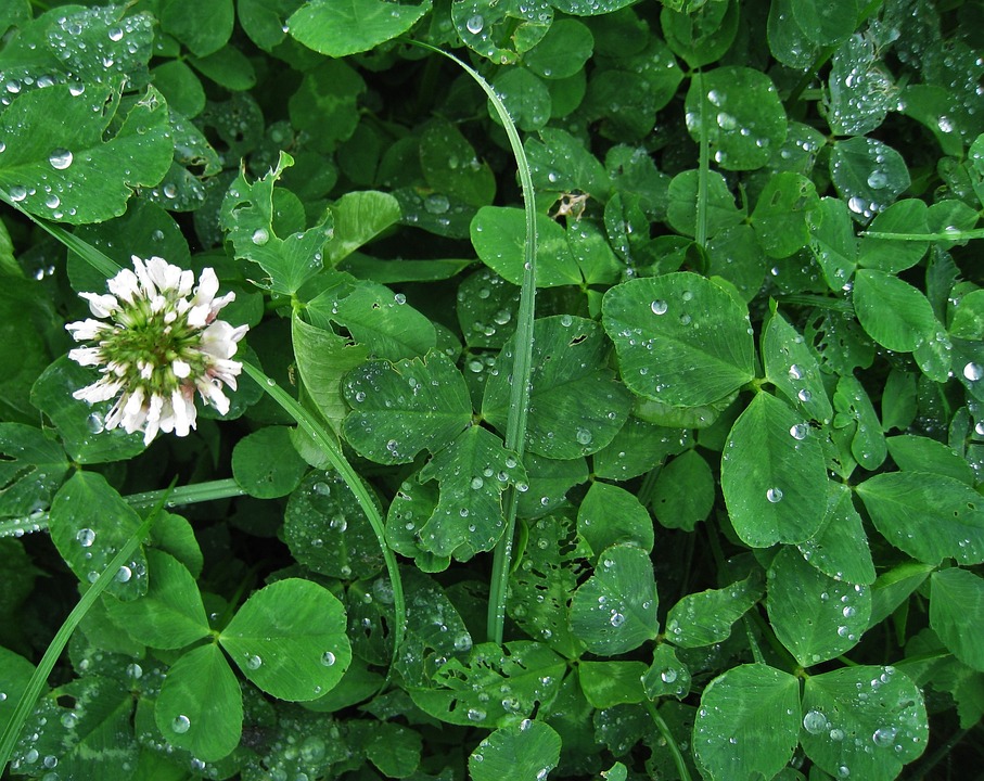 un  campo di trifoglio con un fiore nel mezzo bianco