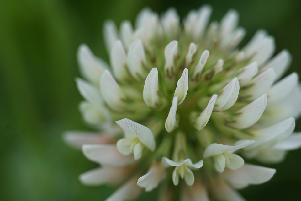 primo piano del fiore di trifoglio