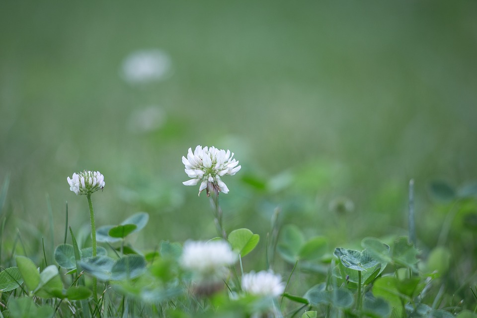 un prato di trifoglio con piccoli fiori bianchi che spuntano