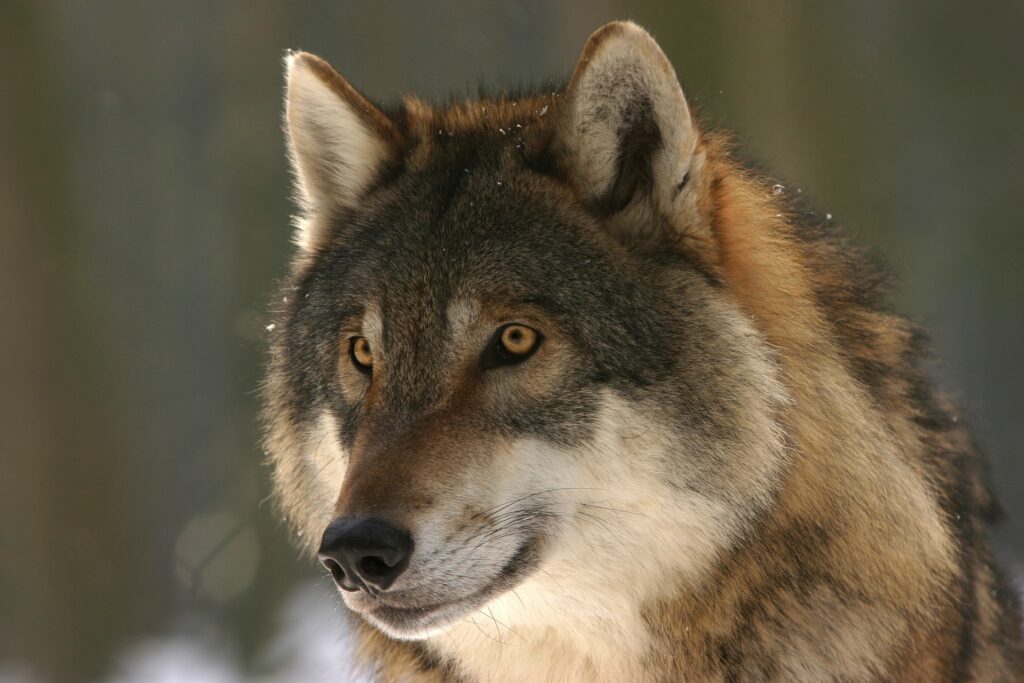 World Wildlife Day - un lupo selvatico col pelo marrone