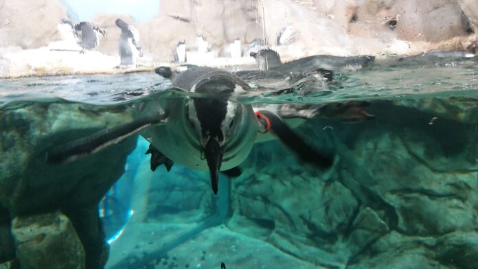 primavera acquario di genova -un pinguino con la testa sott'acqua