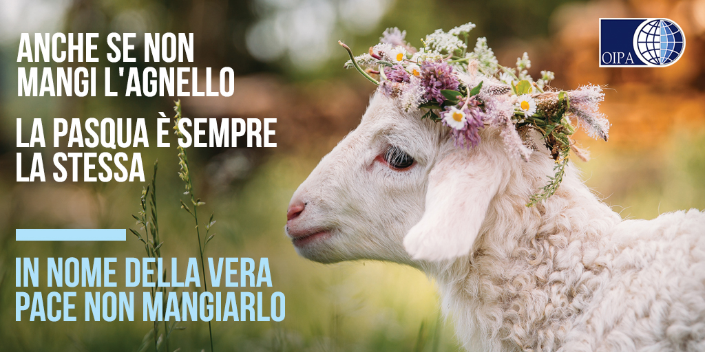 Oipa campagna contro il mangiare l'agnello a Pasqua - un agnello di profilo con in testa una ghirlanda di fiori