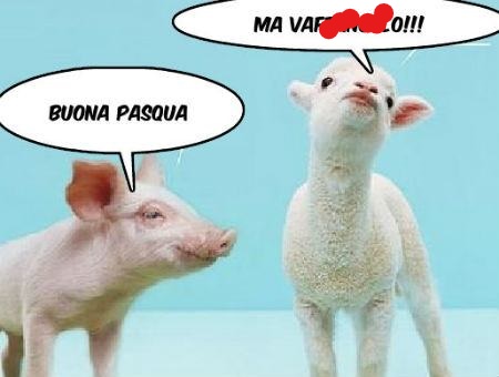 Agnello e maiale: il maiale dice all'agnello: