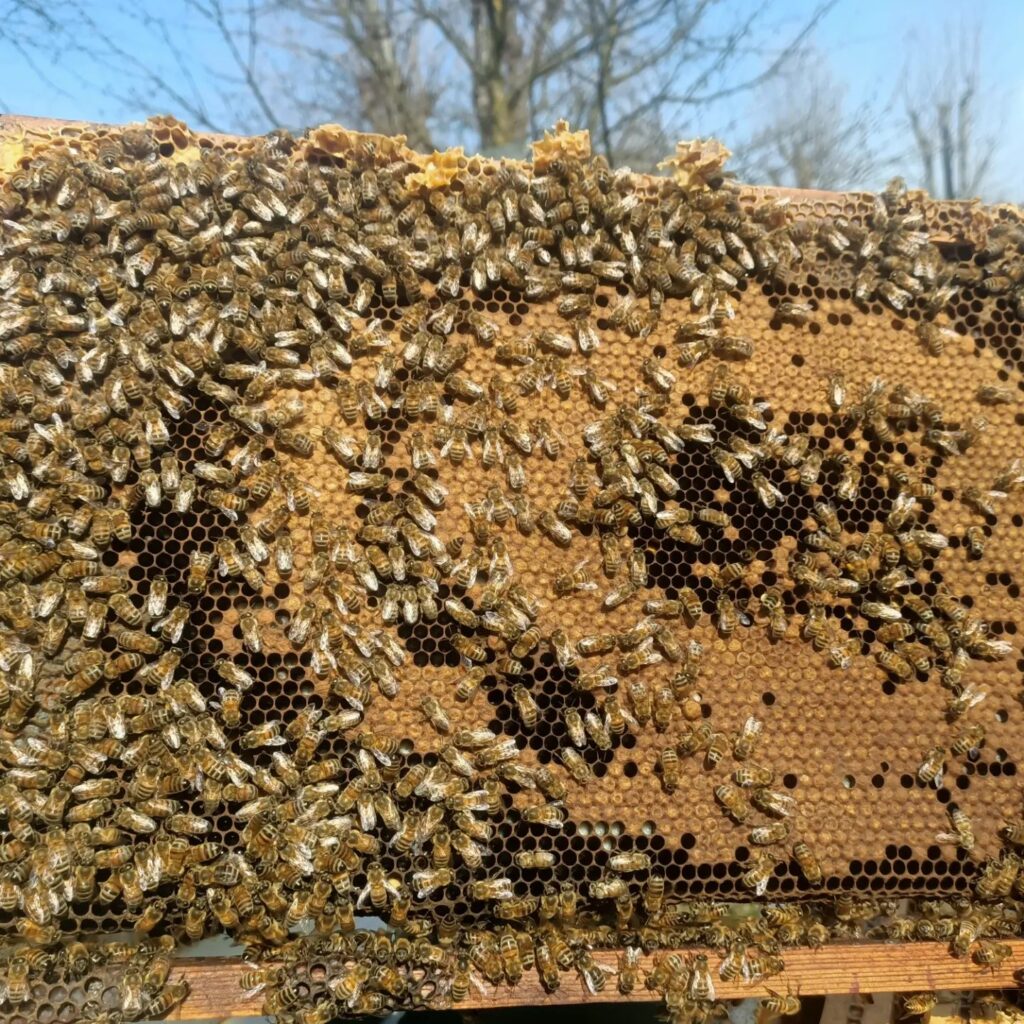 api riunite in un'arnia gialla