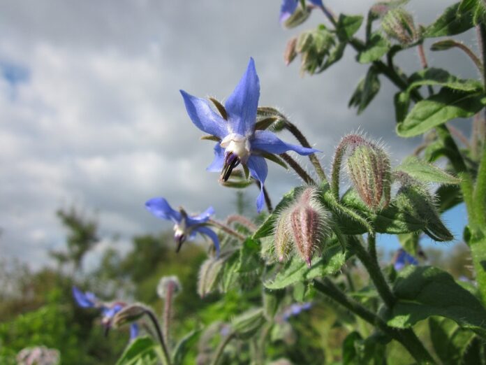 fiore di borragine in evidenza su cielo nuvoloso