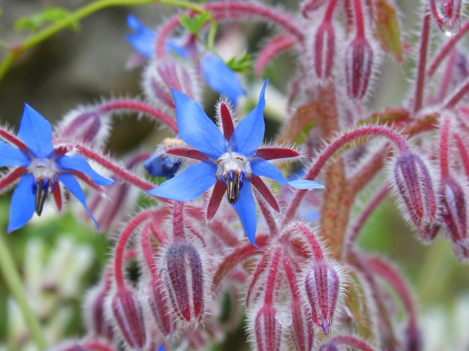 piante di borragine con boccioli di fiori